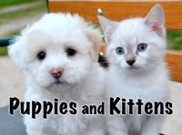 Puppies_and_Kittens